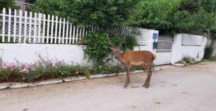 Πάρνηθα - Ελάφι