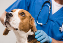 Καύσωνας: Χρήσιμες οδηγίες για τα κατοικίδια