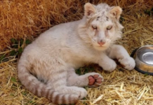 Αττικό Πάρκο: Το τιγράκι αποκάλυψε κύκλωμα λαθρεμπόρων άγριων ζώων